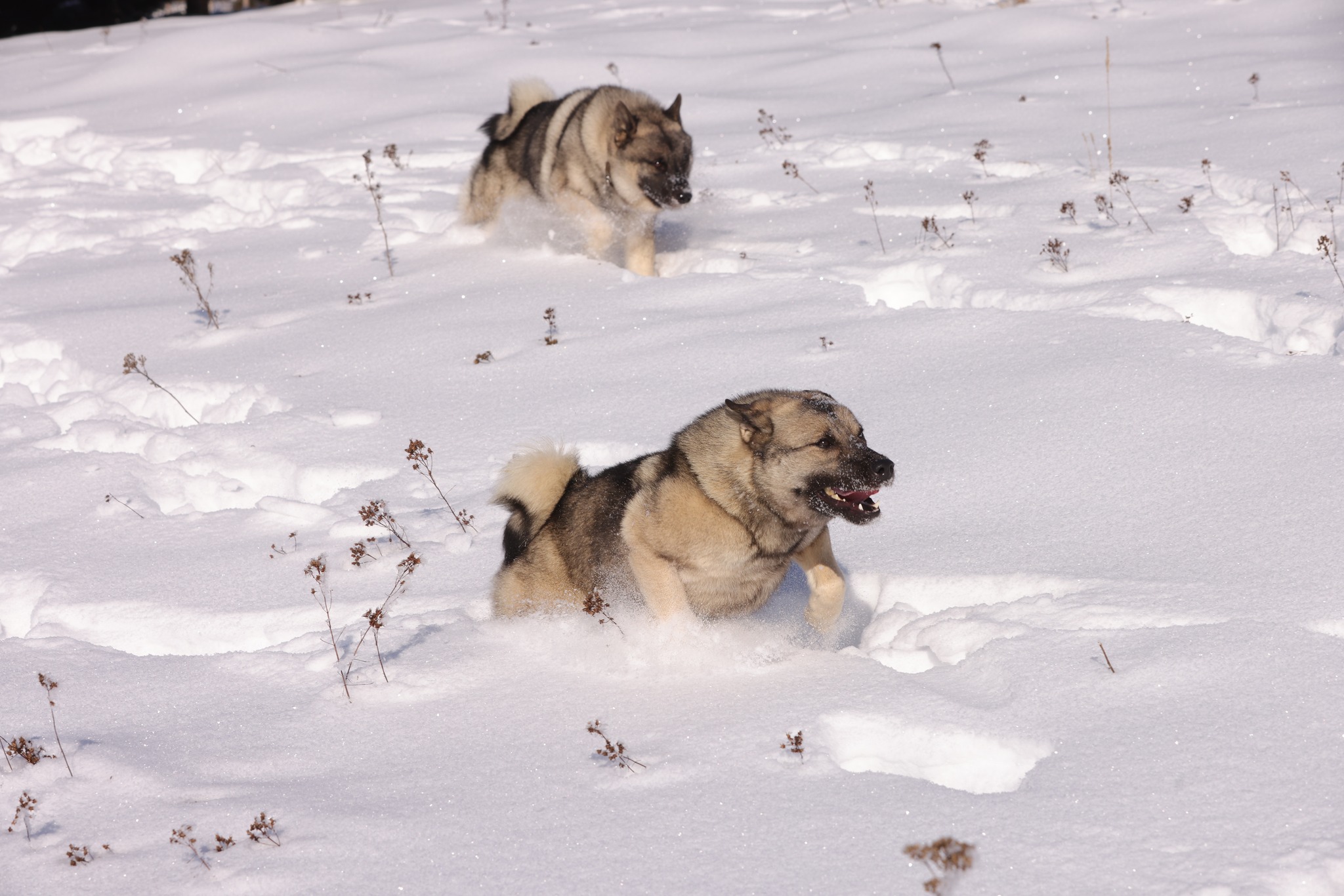 norwegian elkhound grey dogs running in the snow