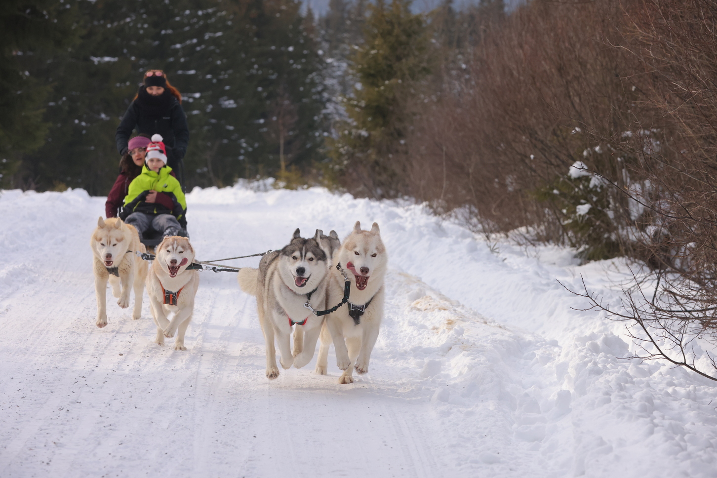siberian huskies mushing, musher, dogs sledding, by Adi Stoicoviciu, sled, harness