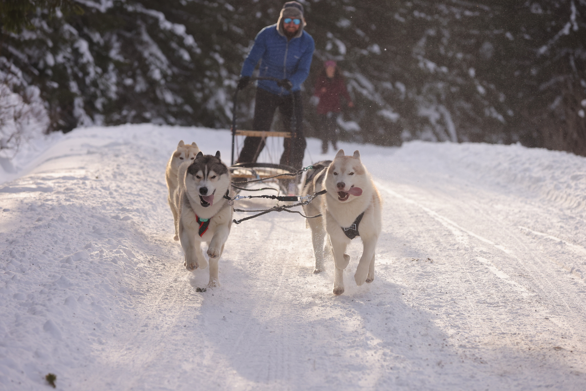 siberian huskies mushing, musher, dogs sledding, by Adi Stoicoviciu, sled, harness